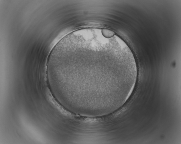 X0000115181378200912091037
