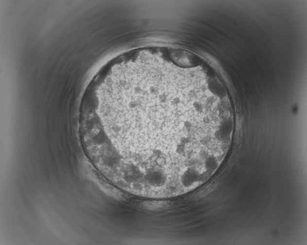 X0000115181435200912091036