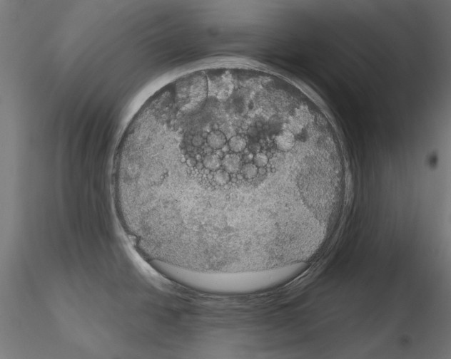 X0000115181438200912091036