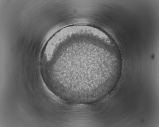 X0000115181475200912091035
