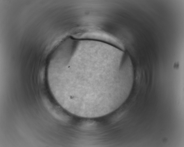 X0000115190206200911251427