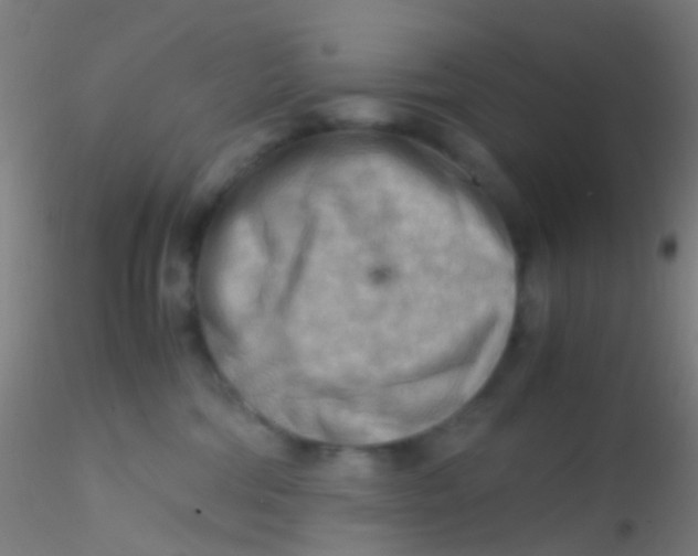 X0000115190330200911251425