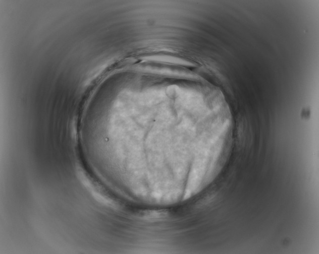 X0000115190398200911251424