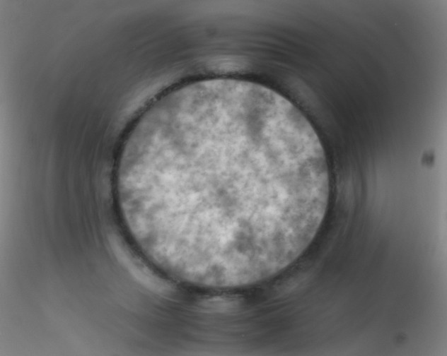 X0000115190447200911251423