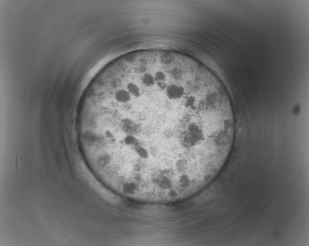 X0000115191091200911251414