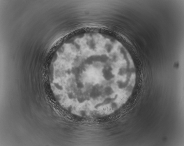 X0000115190775200912091110