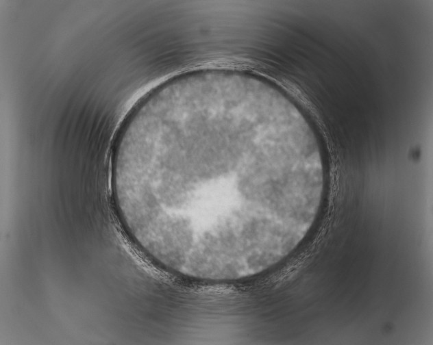 X0000115190838200912091109