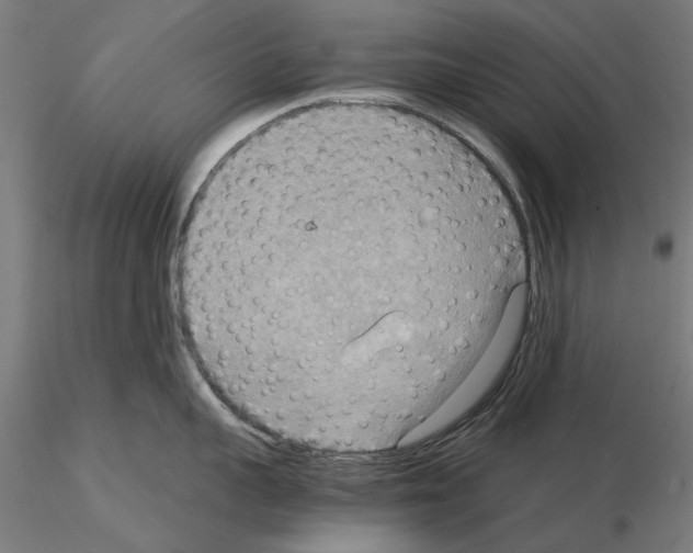 X0000115190959200912091107