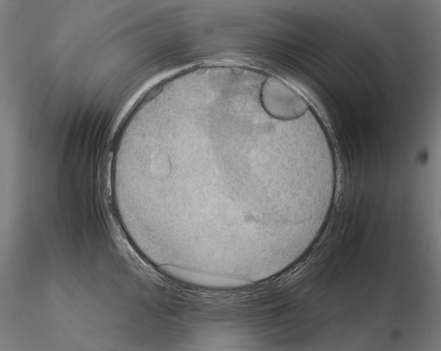 X0000115191000200912091106