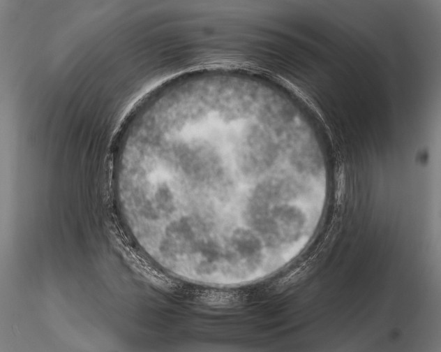 X0000115191021200912091105