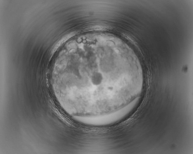 X0000115191026200912091106