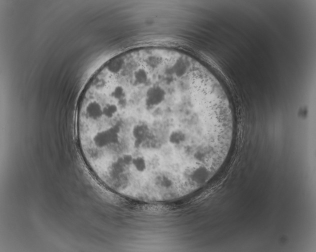 X0000115191079200912091105