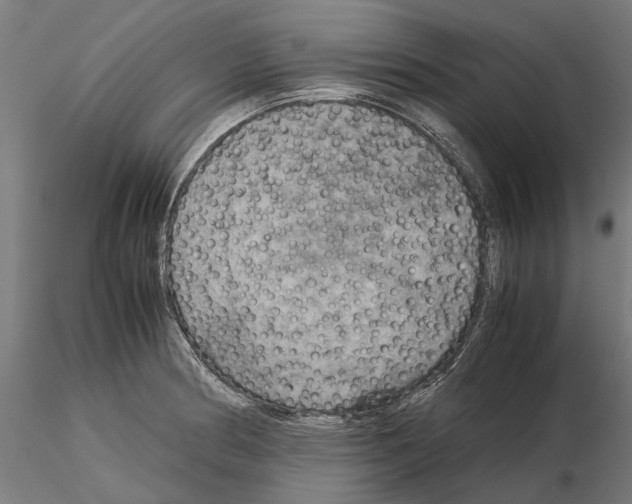 X0000115191186200912091103