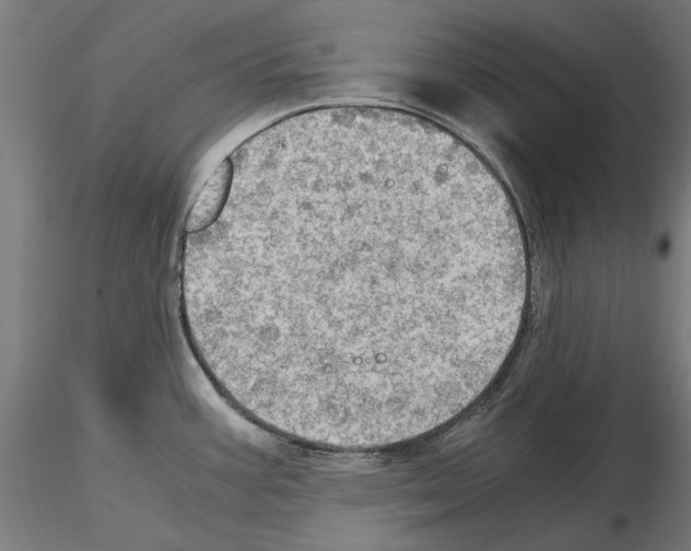 X0000115191387200912091100