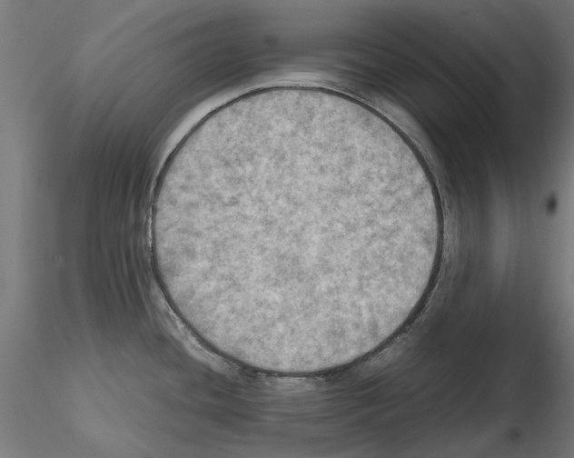 X0000115191436200912091100