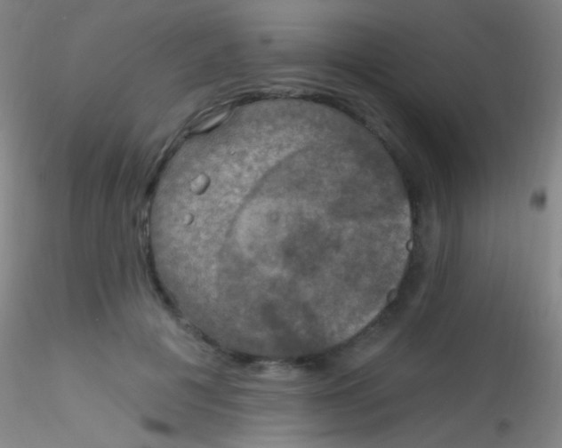 X0000115200601200911251445