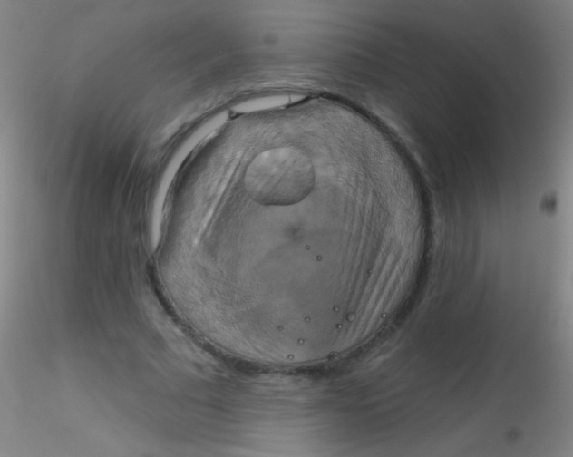 X0000115200681200911251443