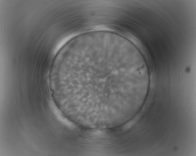 X0000115200814200911251441