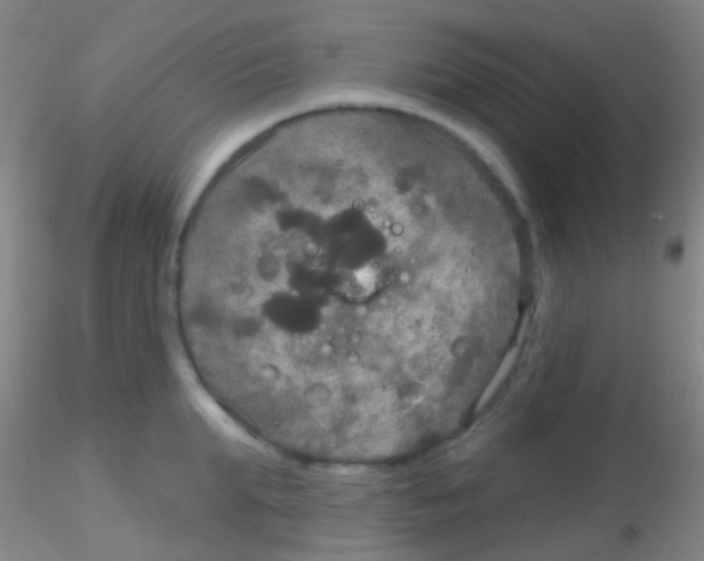 X0000115200903200911251440