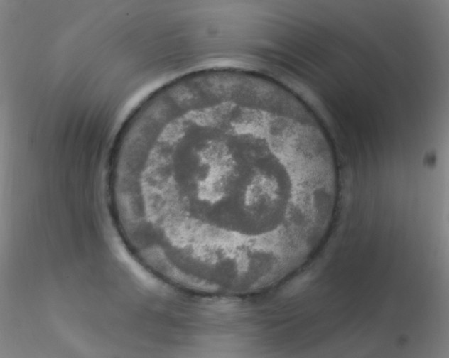 X0000115200991200911251439