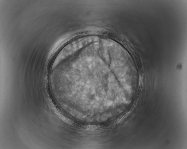 X0000115200101200912091144