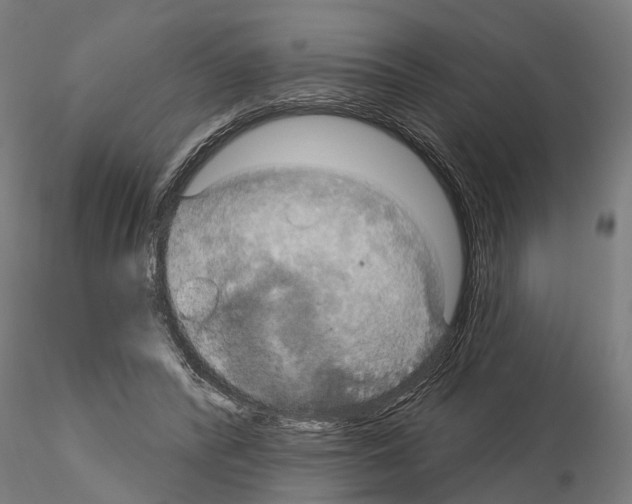 X0000115200400200912091139