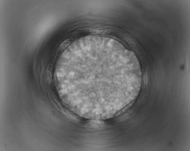 X0000115200429200912091139