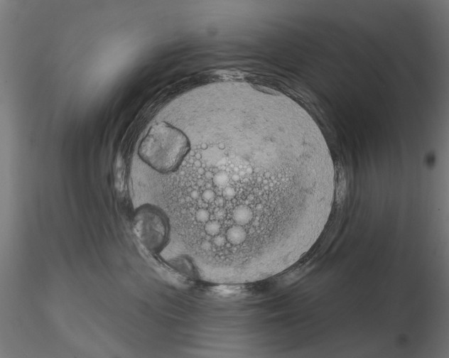 X0000115200477200912091139