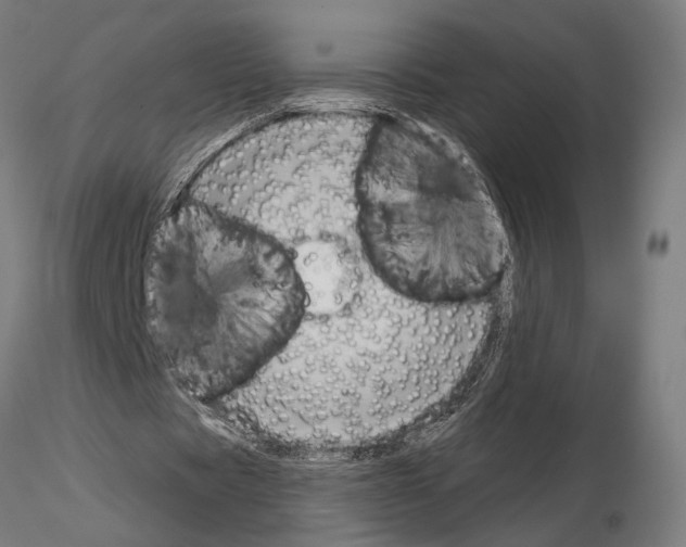 X0000115200529200912091137