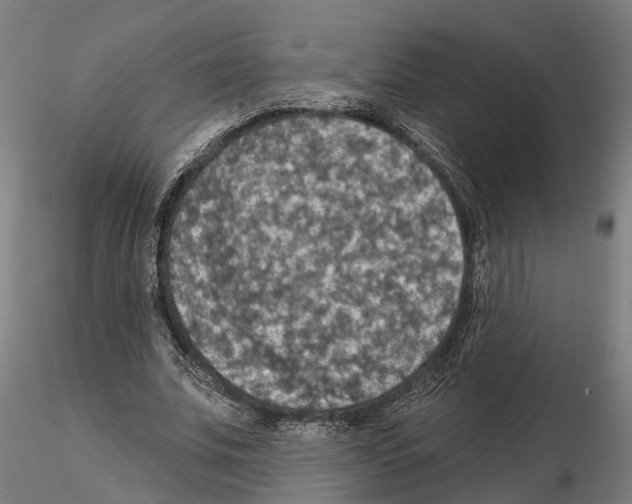 X0000115200679200912091135