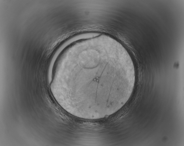 X0000115200681200912091135