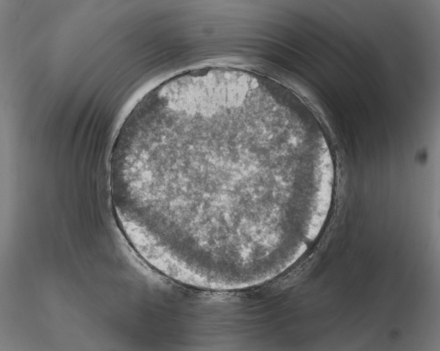 X0000115200808200912091133