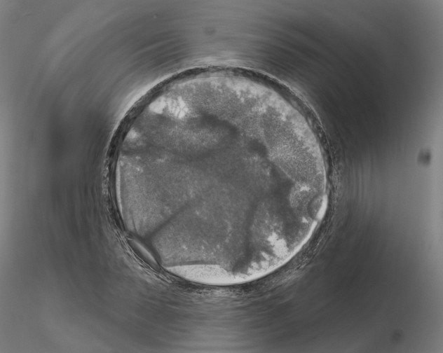 X0000115200879200912091132