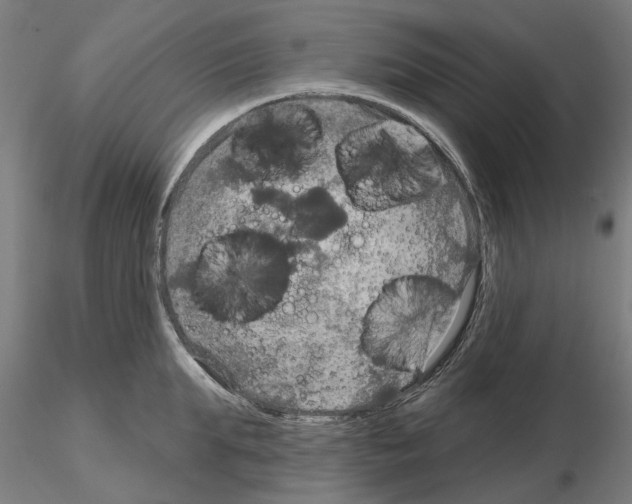 X0000115200903200912091131