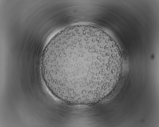 X0000115200906200912091131