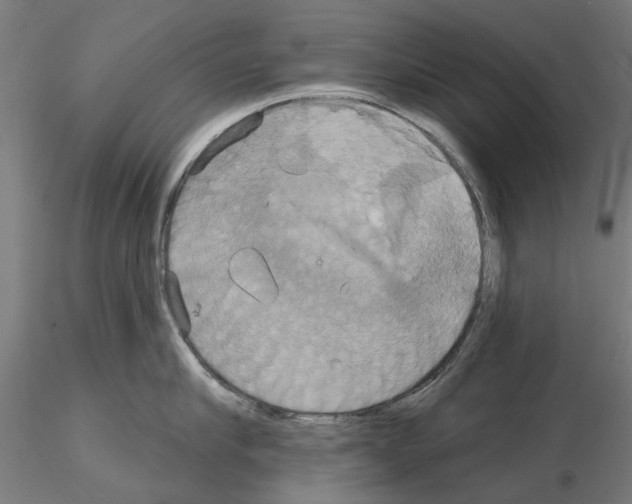 X0000115200910200912091131