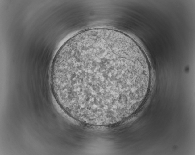 X0000115200957200912091131