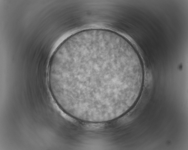 X0000115201294200912091125