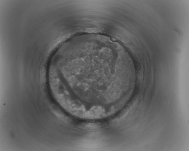 X0000115210303200911121910