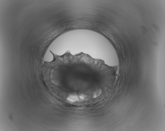 X0000115210309200911121909
