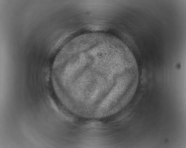 X0000115210210200911251515