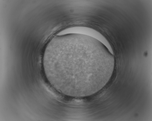 X0000115210260200911251515