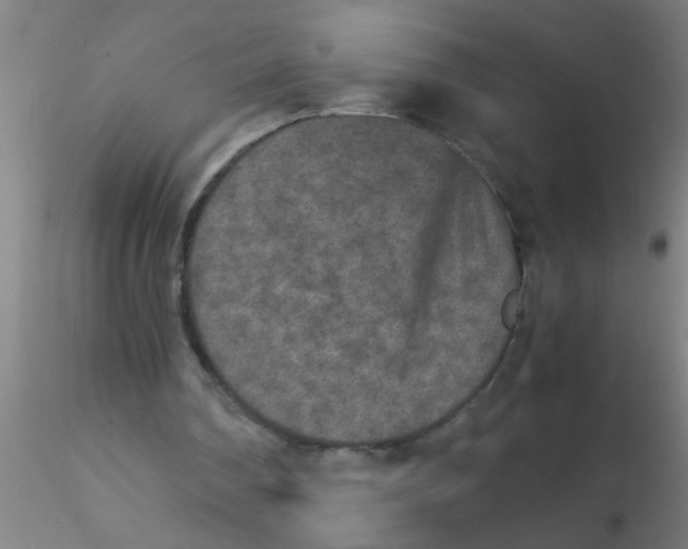 X0000115210290200911251514