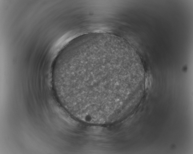 X0000115210339200911251513