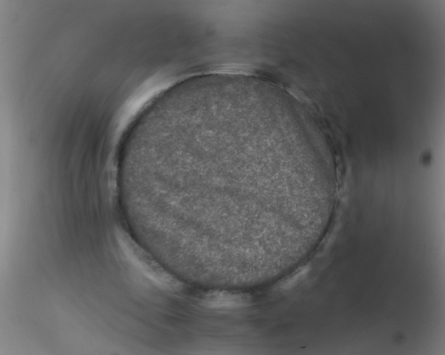 X0000115210343200911251513