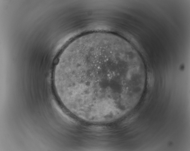 X0000115210629200911251508