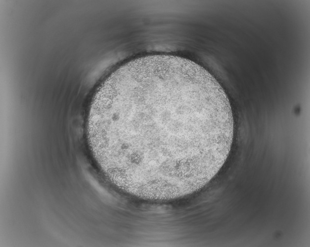 X0000115210683200911251508