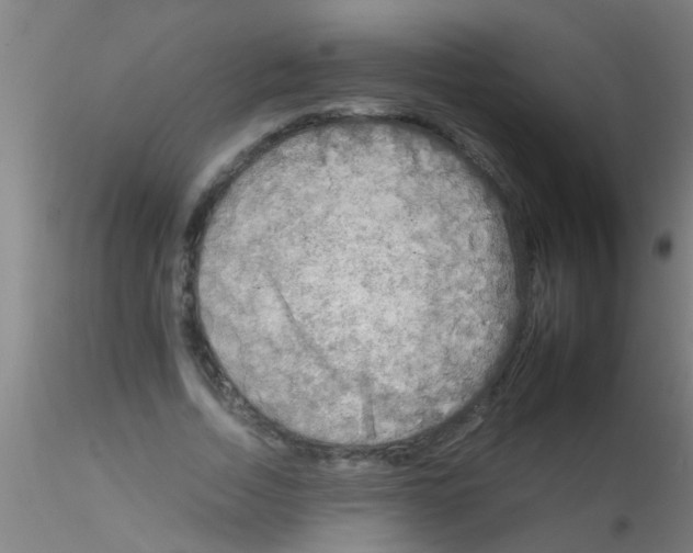 X0000115210730200911251507