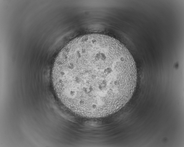 X0000115210745200911251507