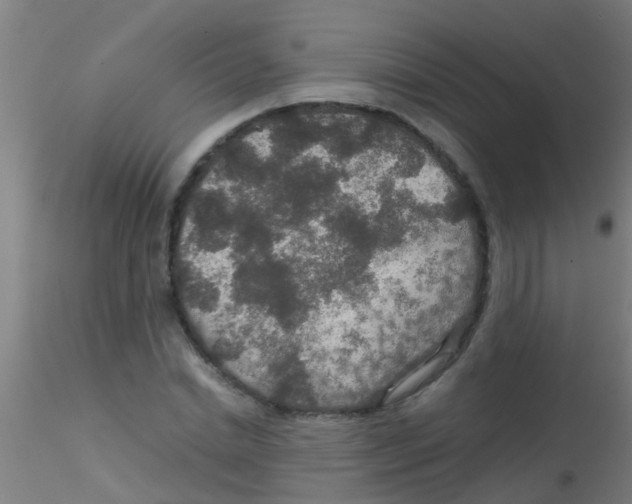 X0000115210830200911251505